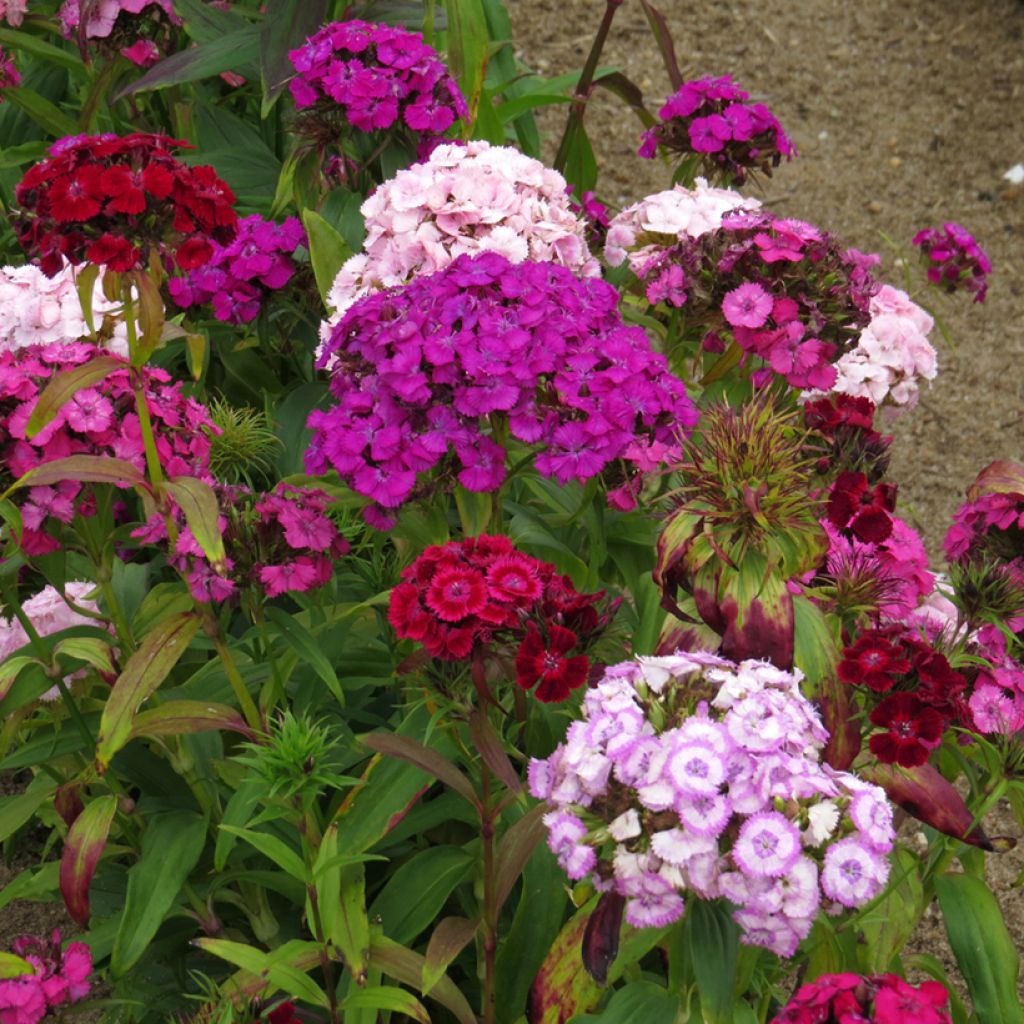 Graines d'Oeillet de Poète à fleurs simples en mélange - Dianthus barbatus