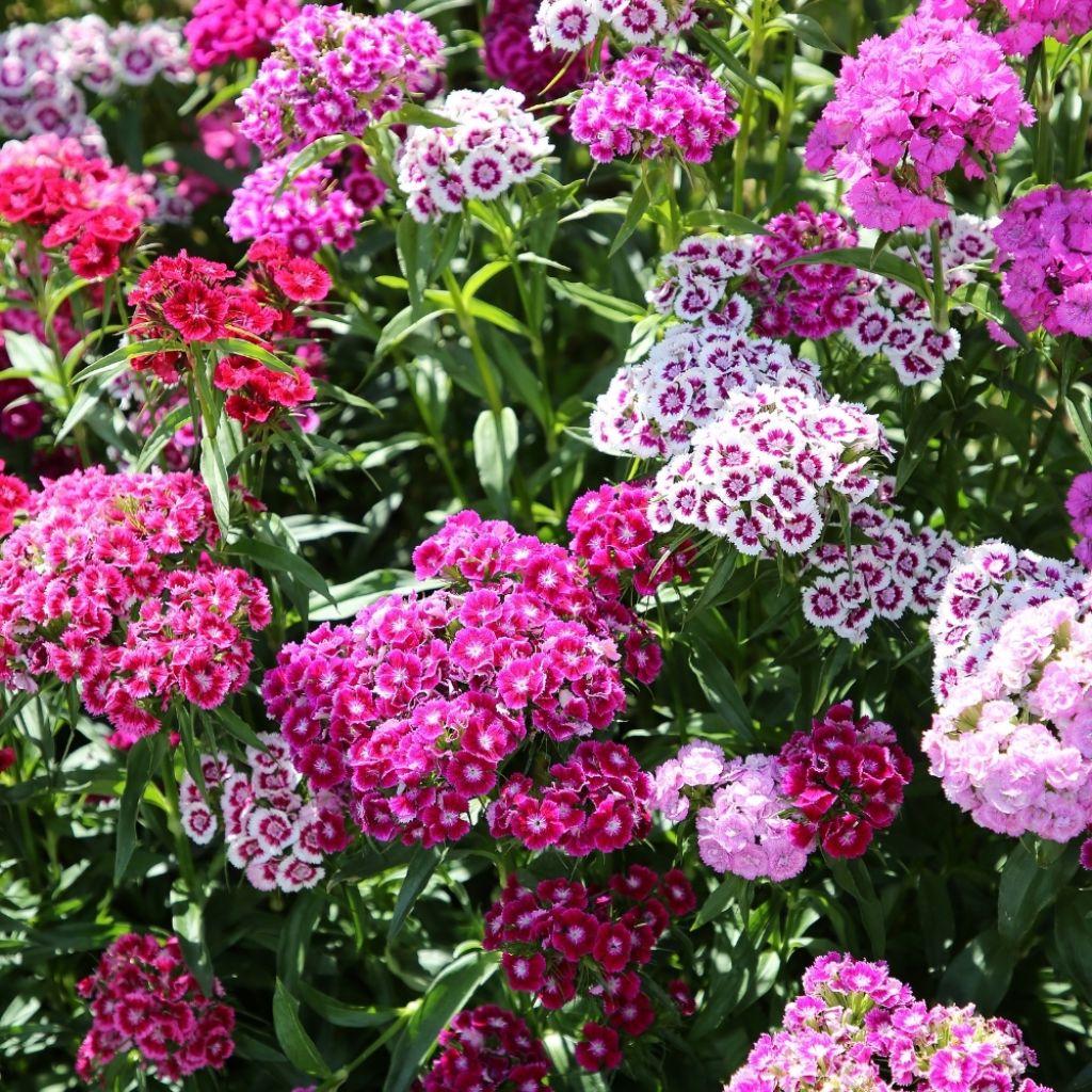 Graines d'Oeillet de poète Indian Carpet Mixed - Dianthus barbatus