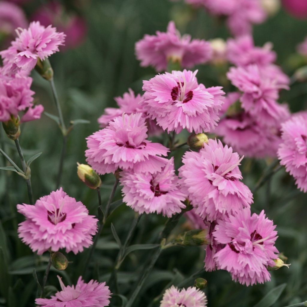 Dianthus Pop Star - Oeillet nain