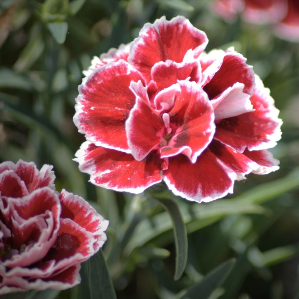 Dianthus gratianopolitanus Whatfield Gem - Oeillet de Grenoble