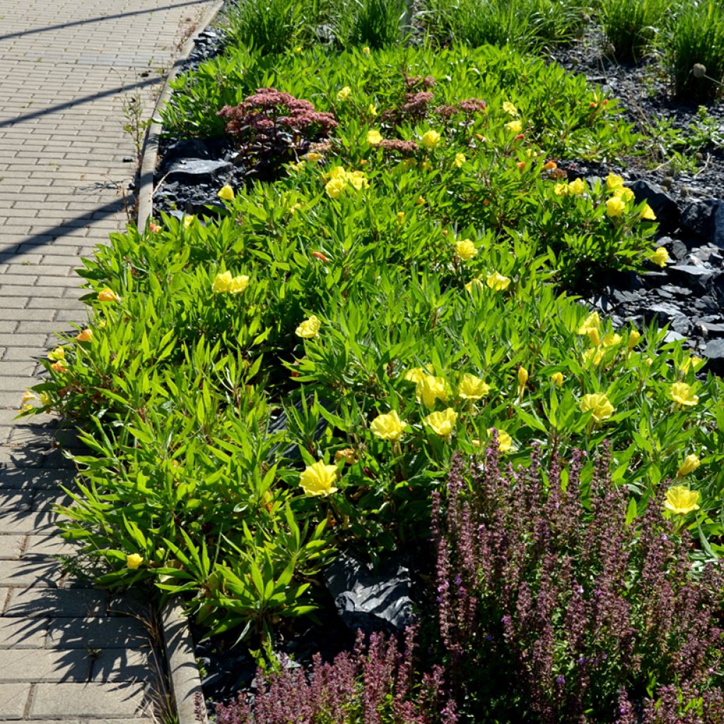 Oenothera missouriensis - Onagre du Missouri
