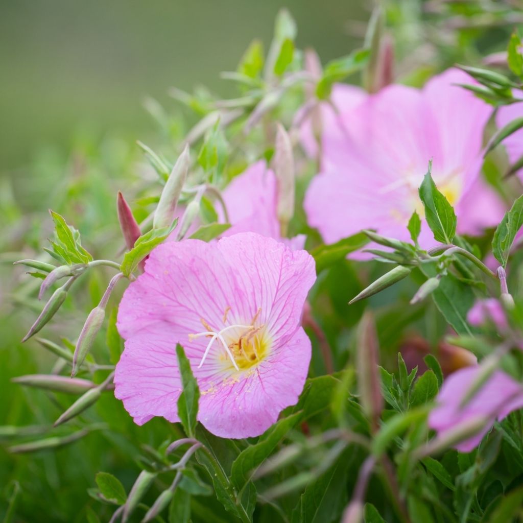 Oenothera speciosa - Oenothère rose
