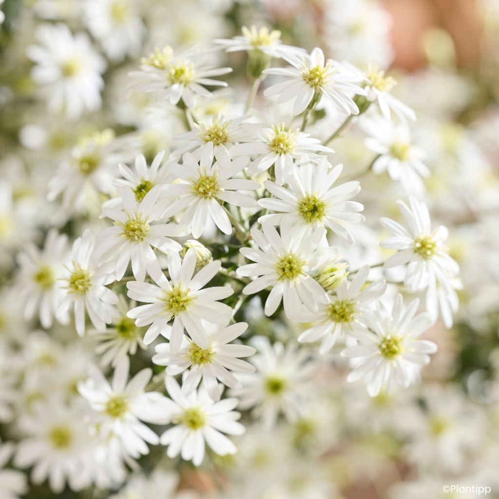 Olearia phlogopappa Spring Bling - Aster en arbre