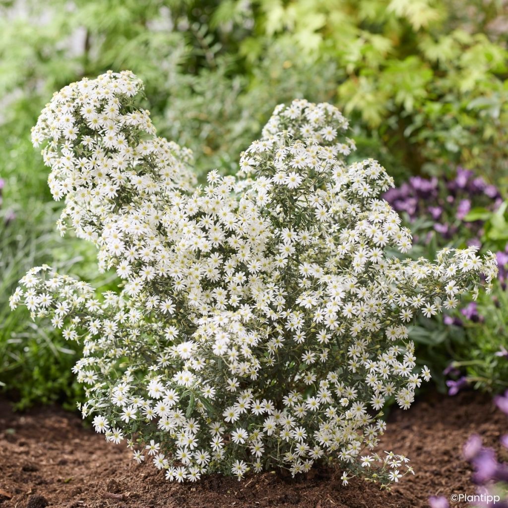 Olearia phlogopappa Spring Bling - Aster en arbre