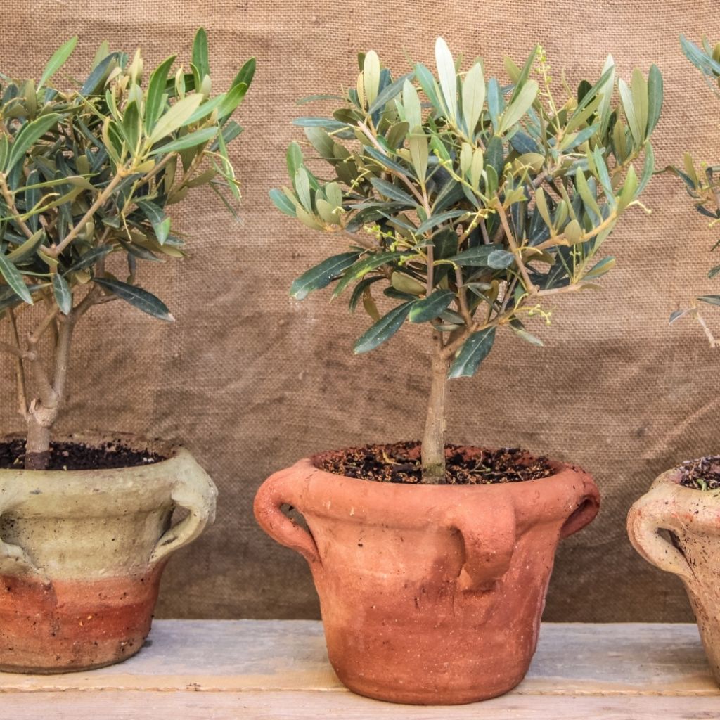 Olivier sur tige - Olea europaea