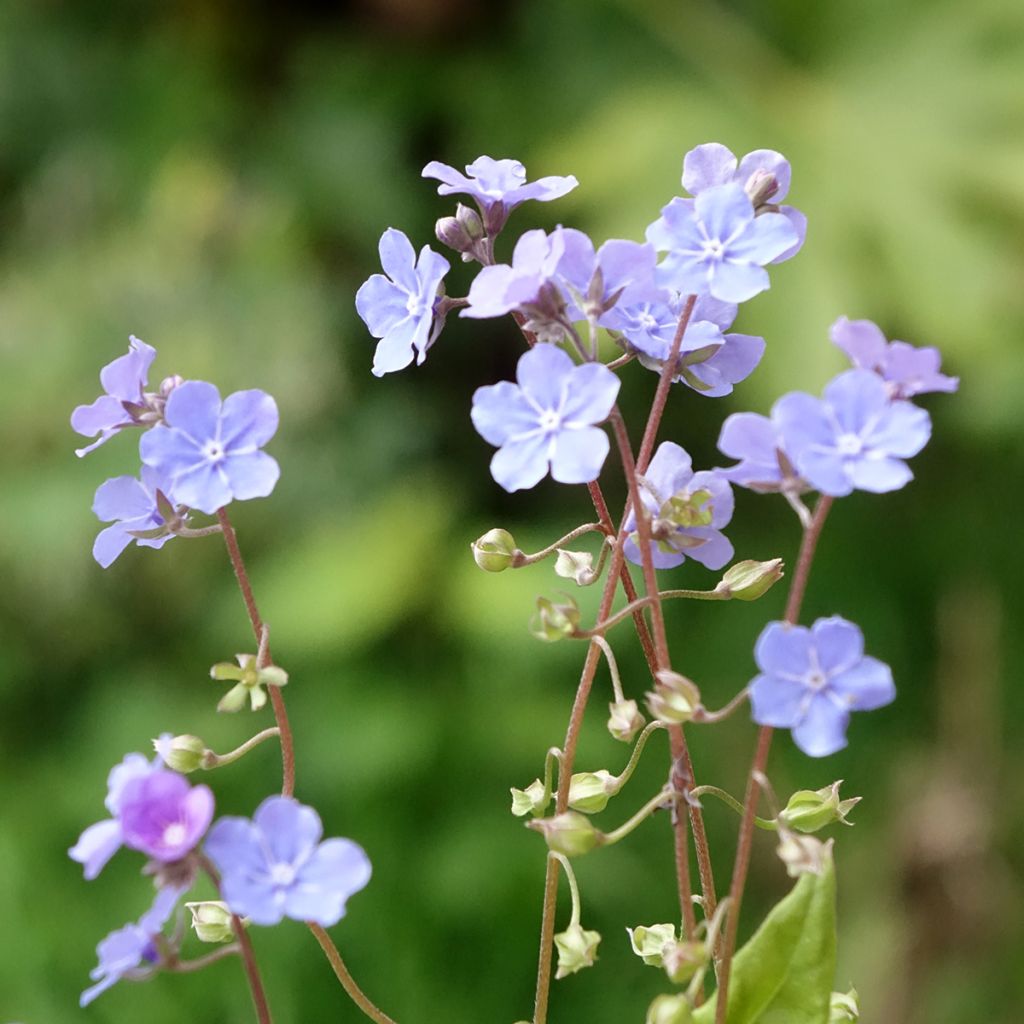Omphalodes Cappadocica Cherry Ingram