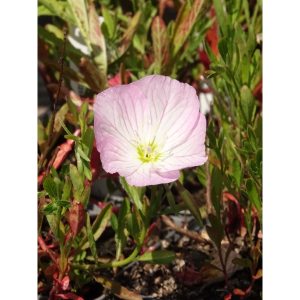 Oenothera speciosa Siskiyou - Onagre rose 