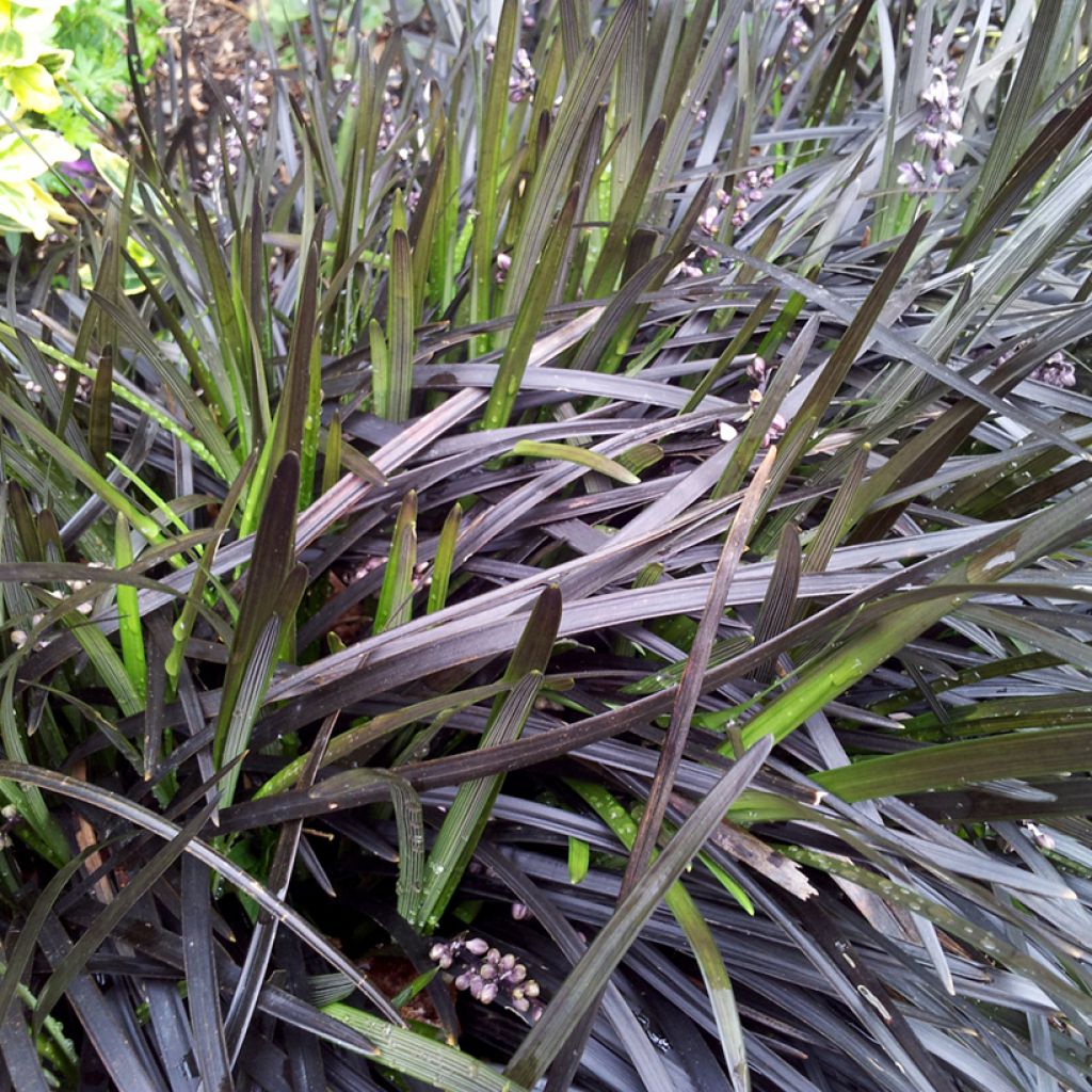 Ophiopogon noir - Ophiopogon planiscapus Nigrescens