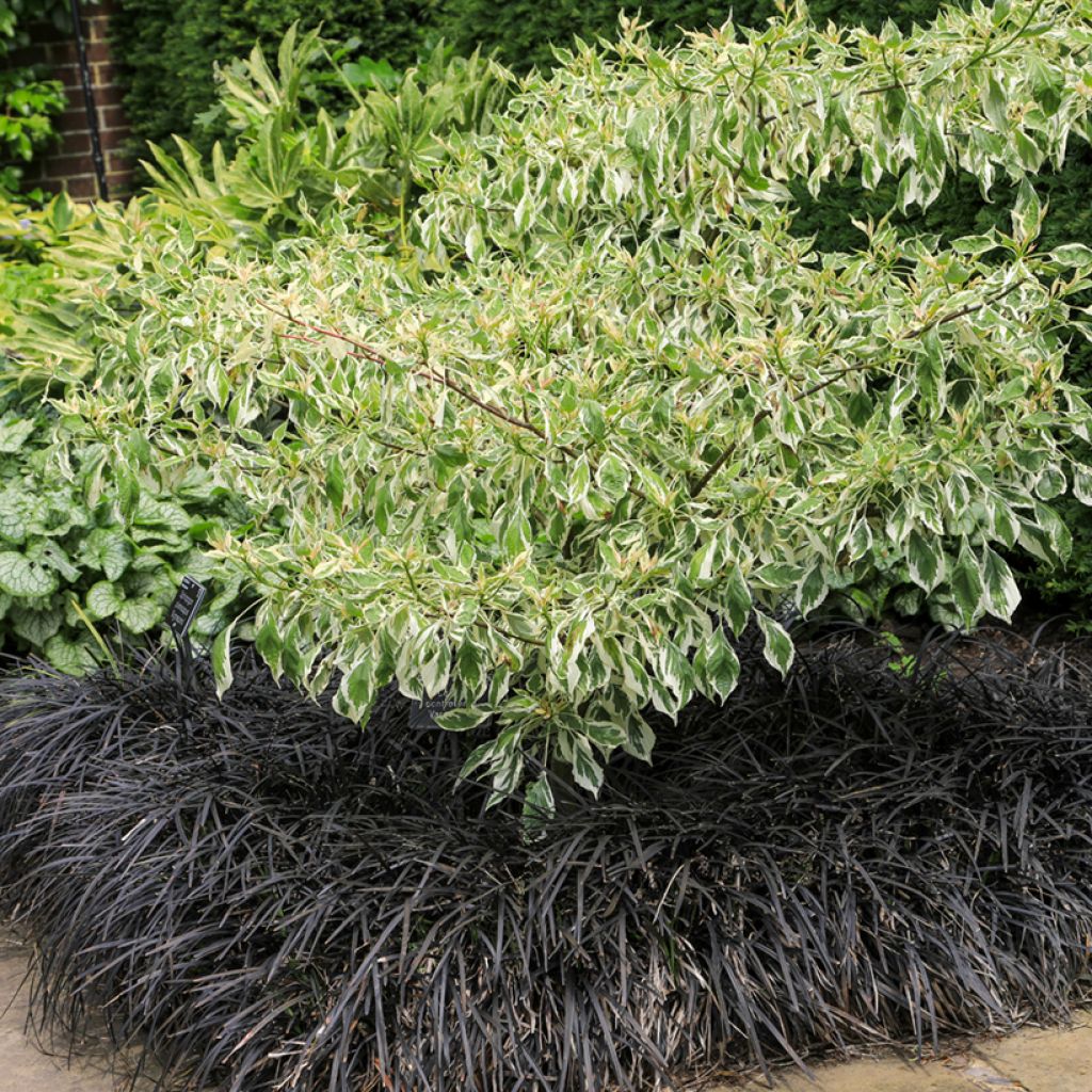 Ophiopogon noir - Ophiopogon planiscapus Nigrescens