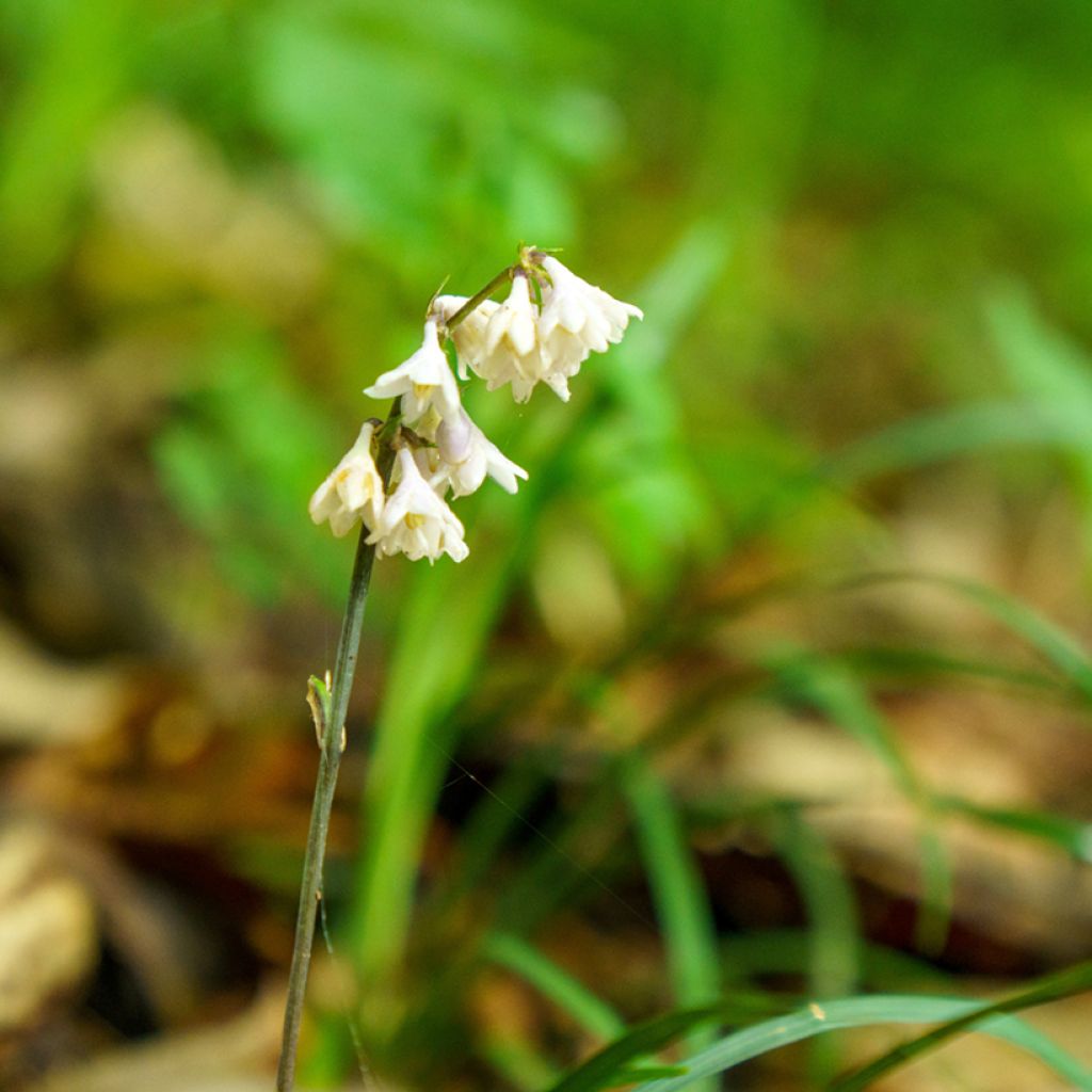 Ophiopogon planiscapus Olivaceus