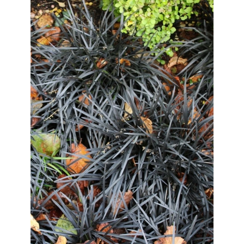 Ophiopogon planiscapus Black Dragon