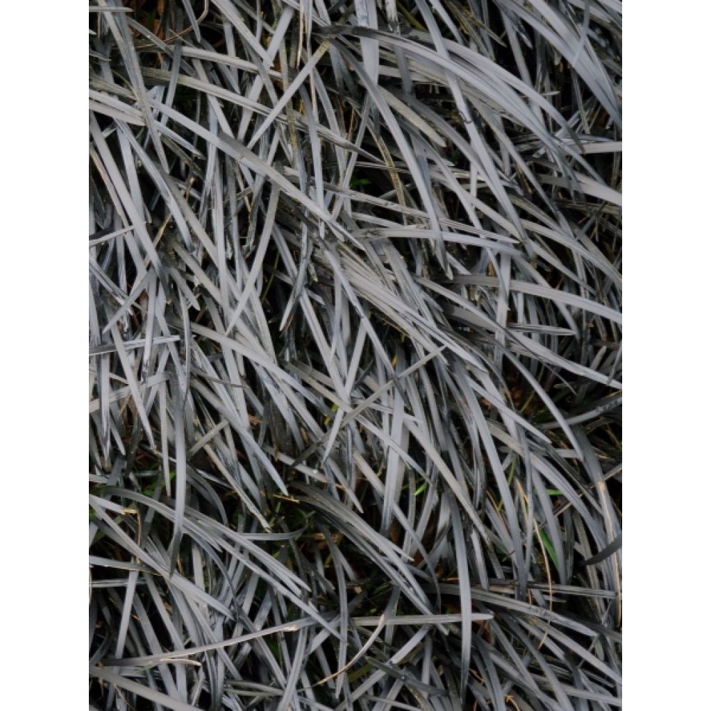Ophiopogon planiscapus Black Dragon