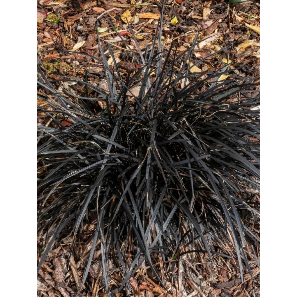 Ophiopogon planiscapus Black Dragon