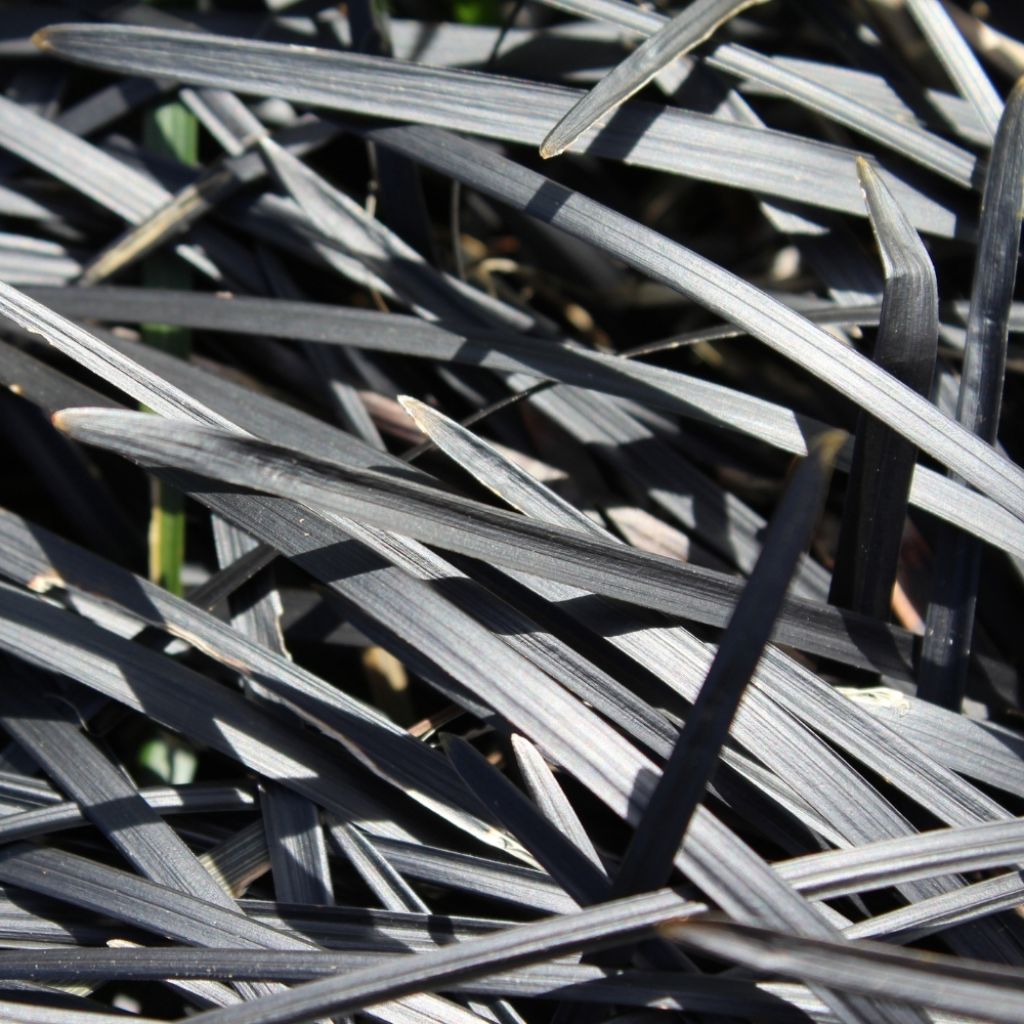 Ophiopogon noir - Ophiopogon planiscapus Nigrescens