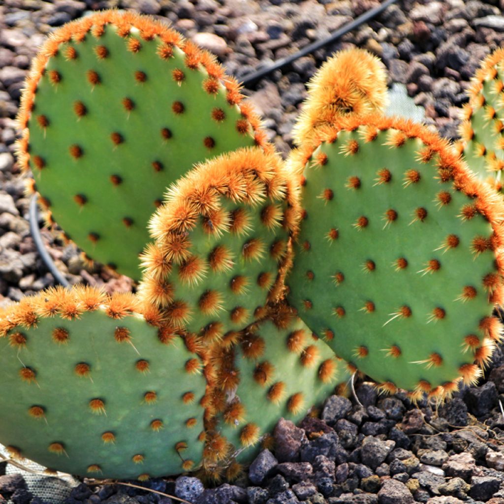 Opuntia aciculata - Cactus raquette