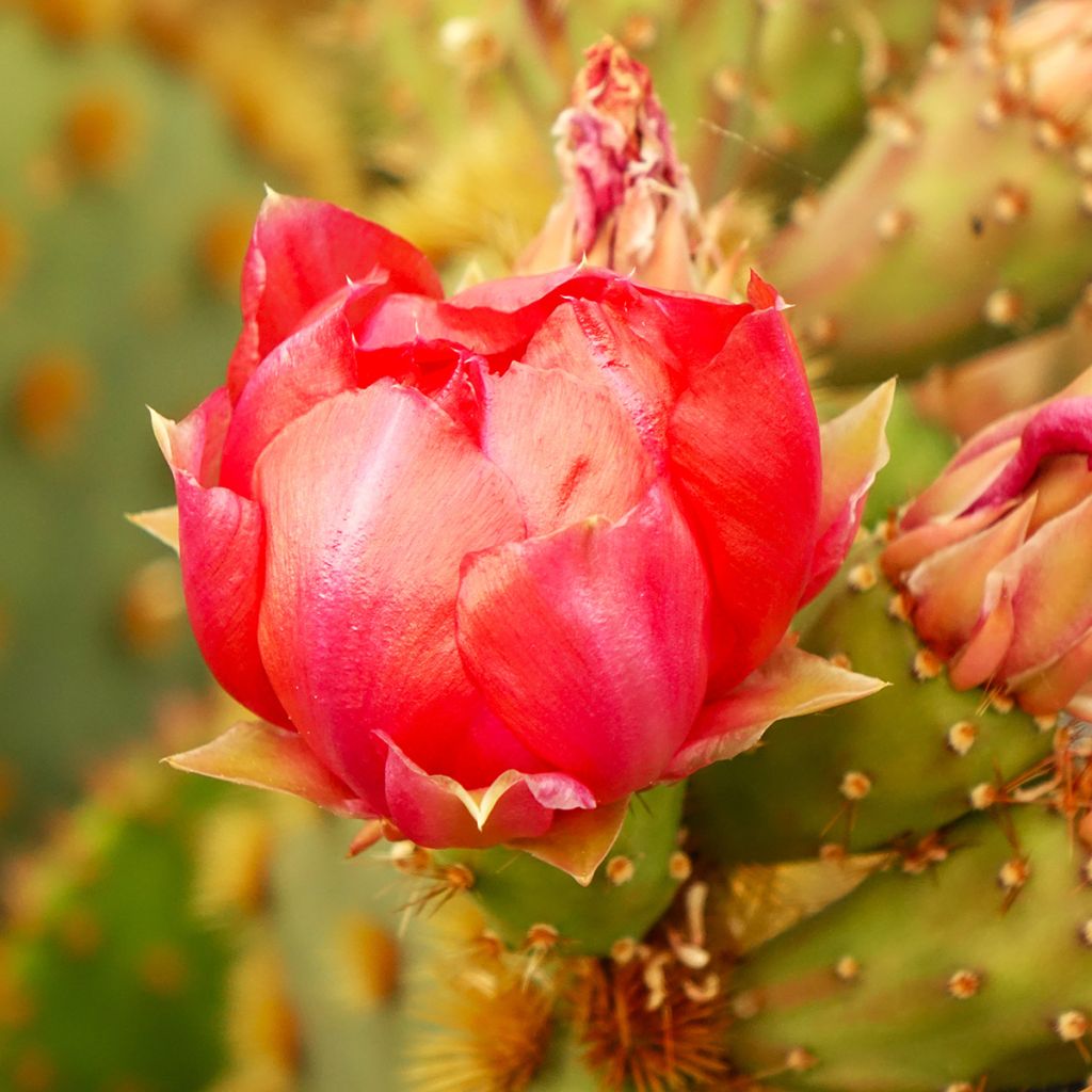 Opuntia aciculata - Cactus raquette