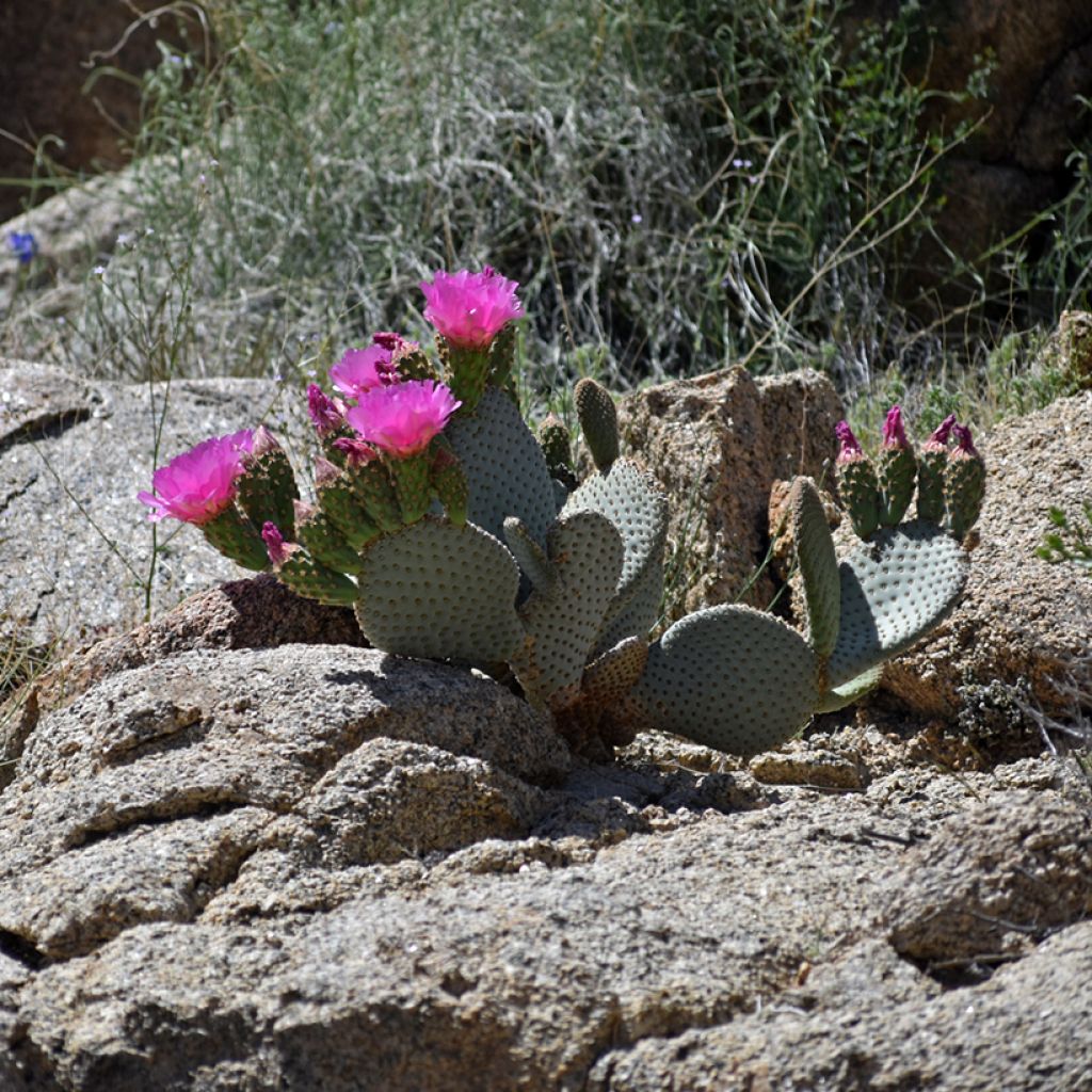 Opuntia basilaris - Cactus raquette