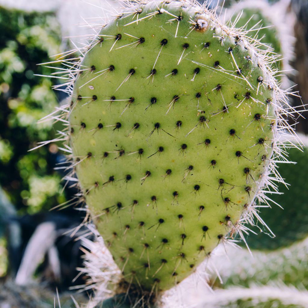 Opuntia bergeriana - Cactus raquette