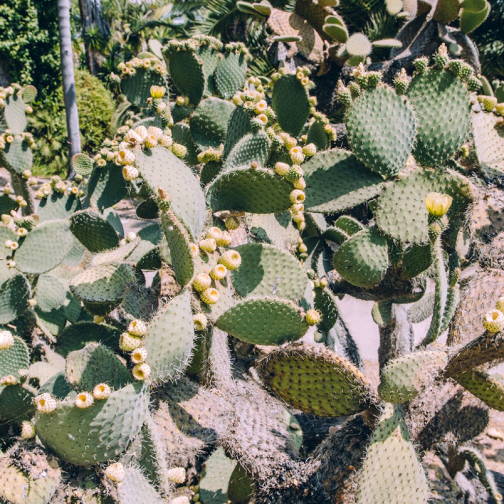 Opuntia bergeriana - Cactus raquette