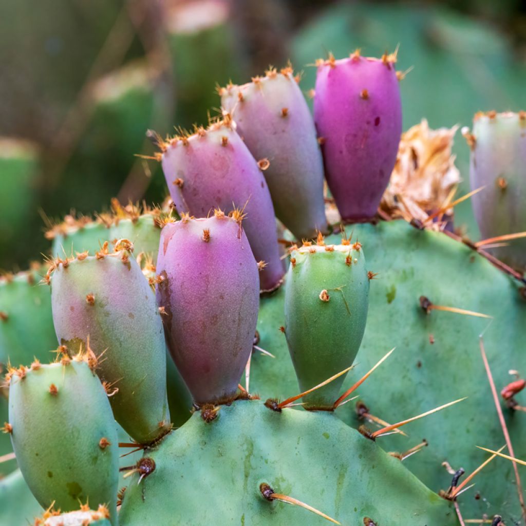 Opuntia cacanapa Ellisiana - Cactus raquette