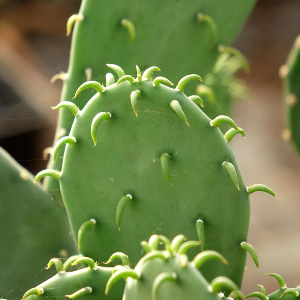 Opuntia laevis - Cactus raquette