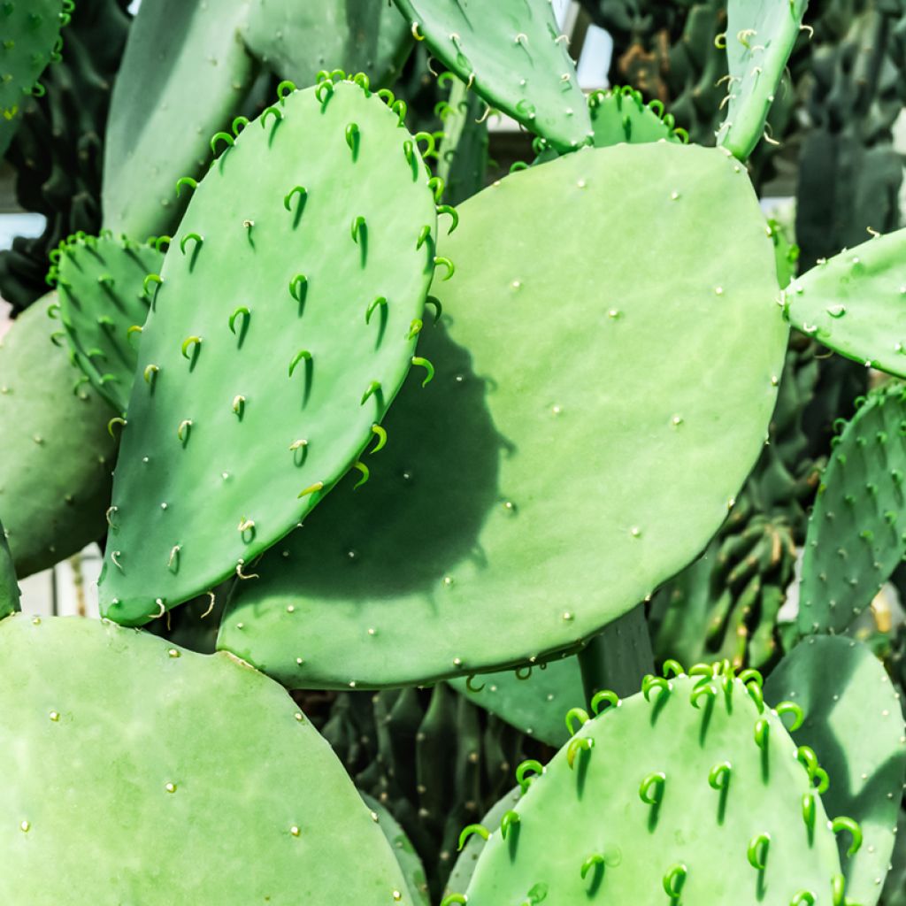Opuntia laevis - Cactus raquette