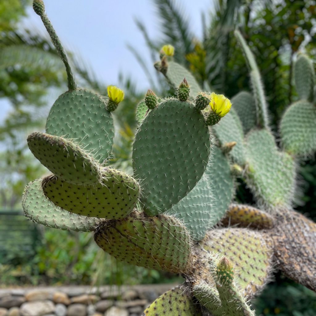 Opuntia leucotricha - Cactus raquette