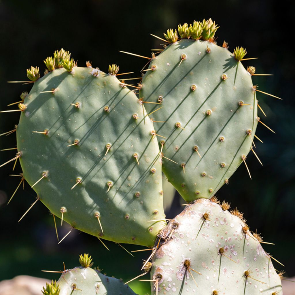 Opuntia leucotricha - Cactus raquette