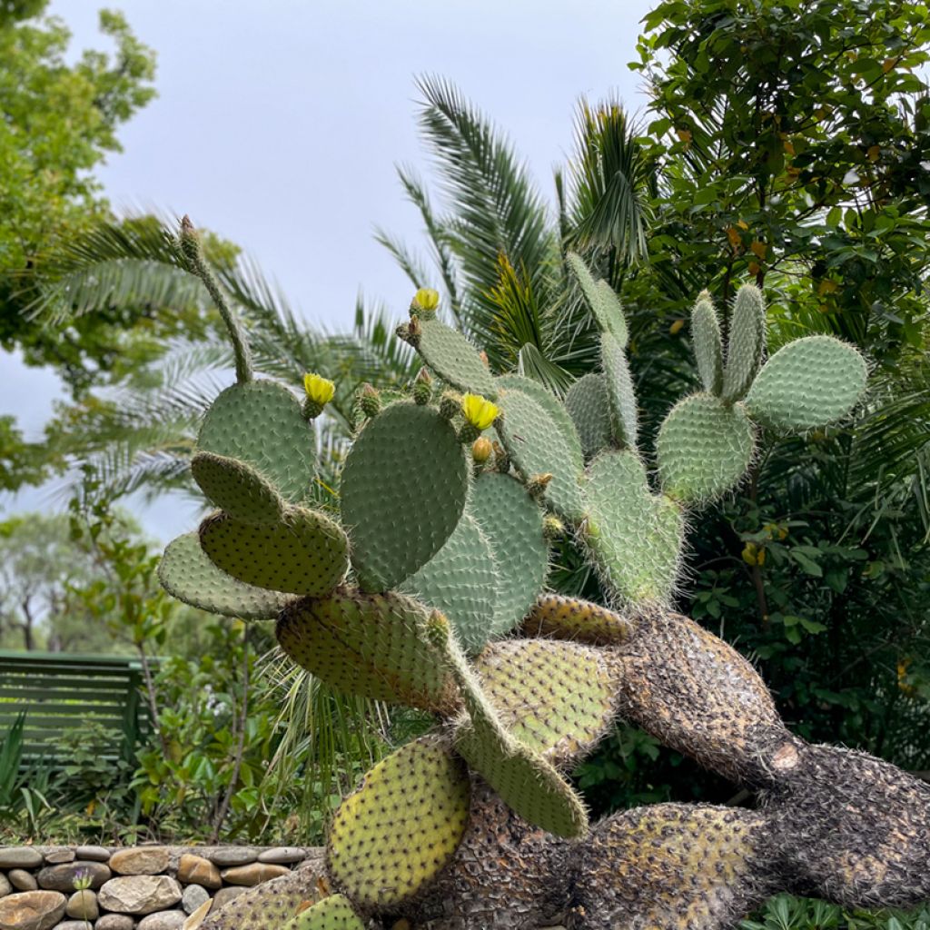 Opuntia leucotricha - Cactus raquette