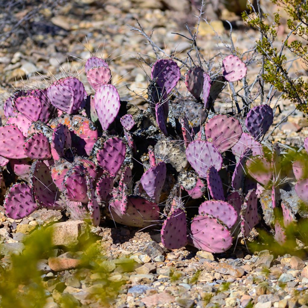 Opuntia macrocentra - Cactus raquette