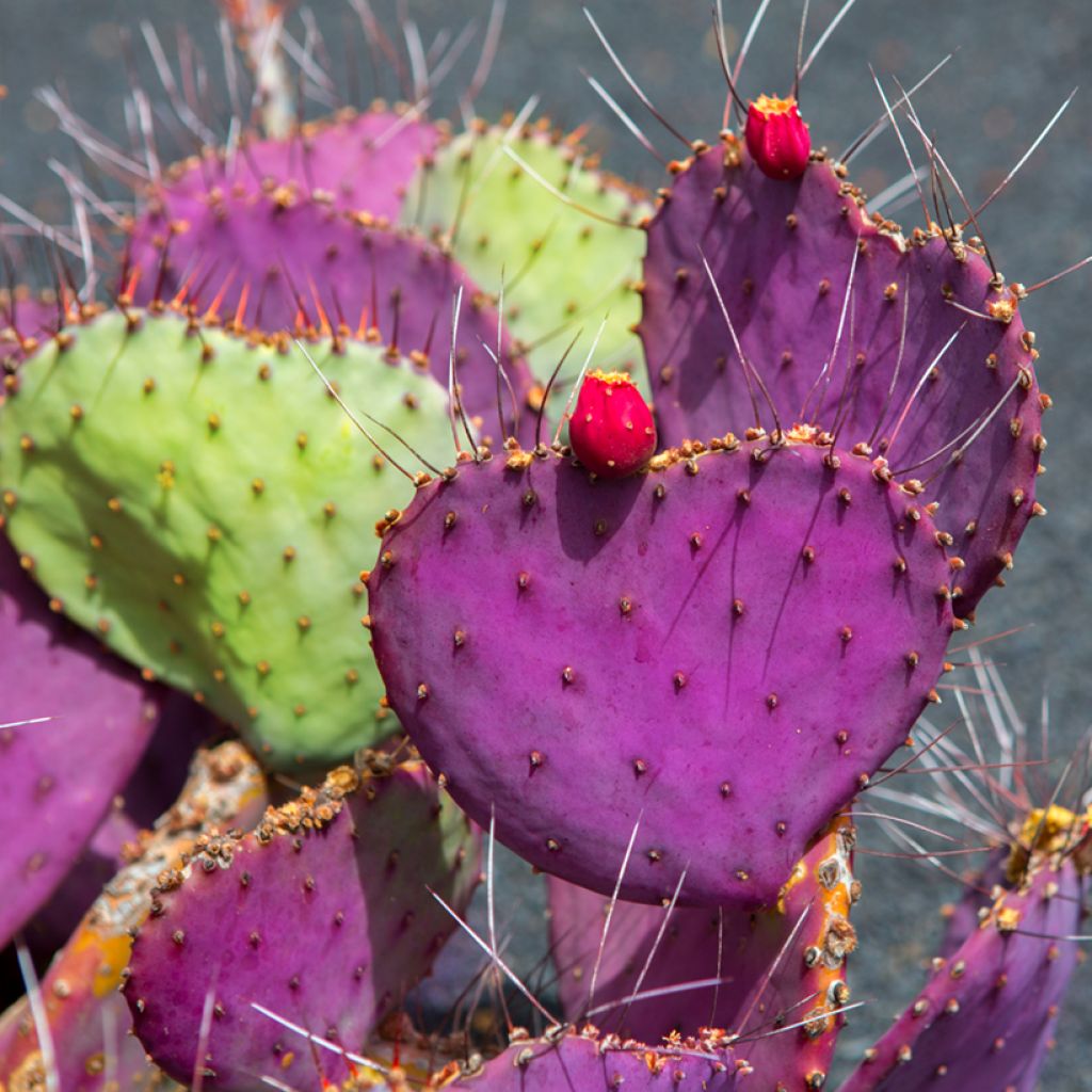 Opuntia macrocentra - Cactus raquette