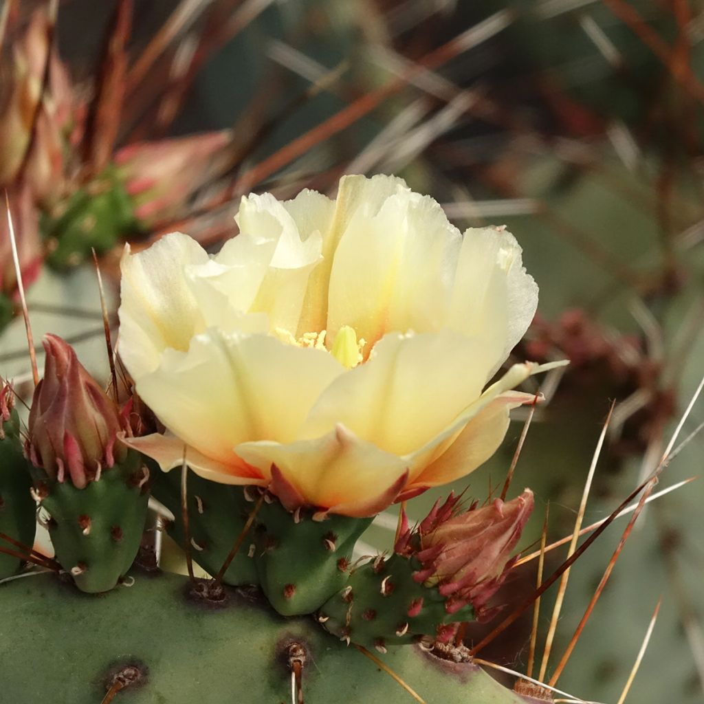 Opuntia macrocentra - Cactus raquette