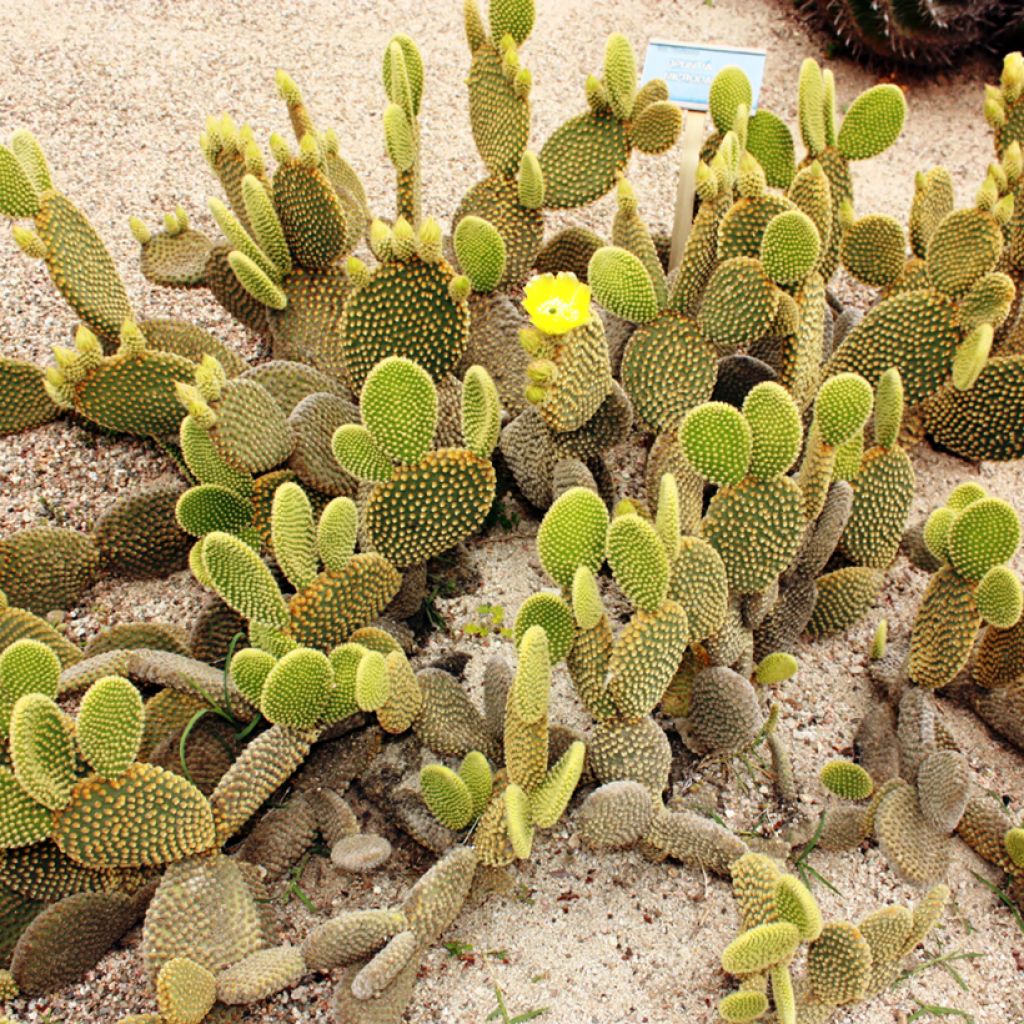 Opuntia microdasys var. pallida - Cactus raquette
