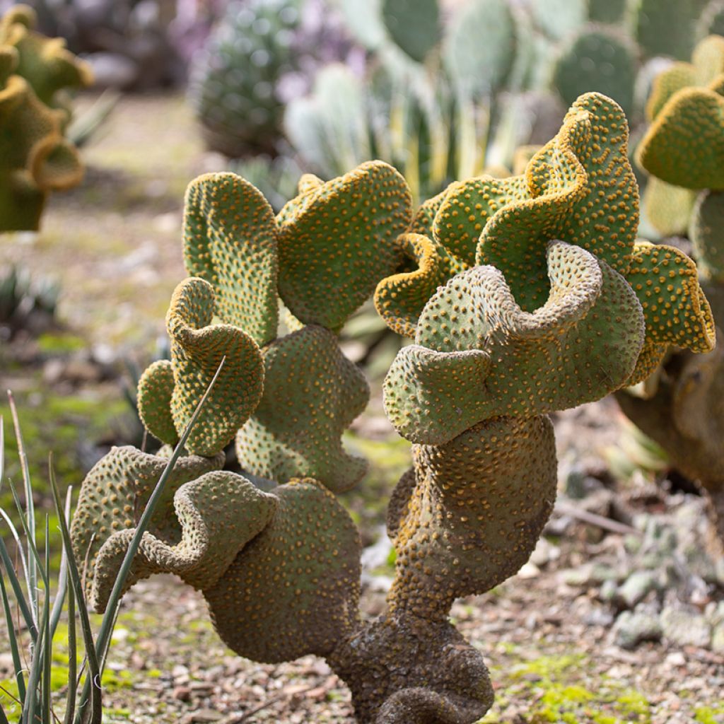 Opuntia microdasys Undulata - Cactus raquette
