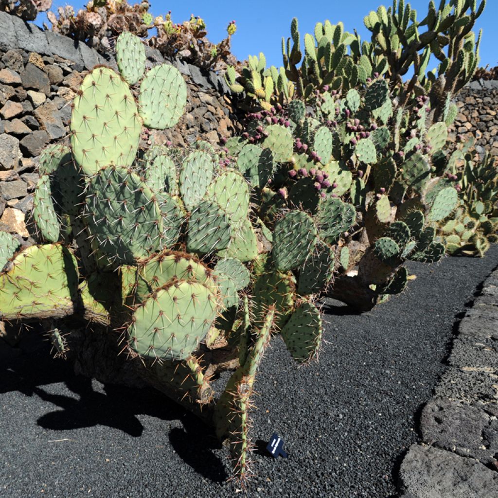 Opuntia phaeacantha Mojavensis - Oponce