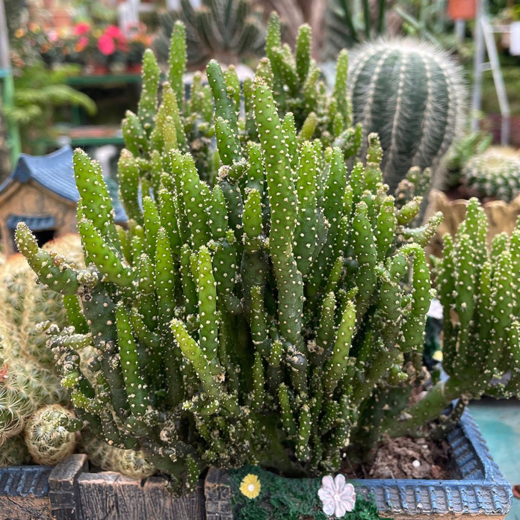Opuntia monacantha - Cactus raquette