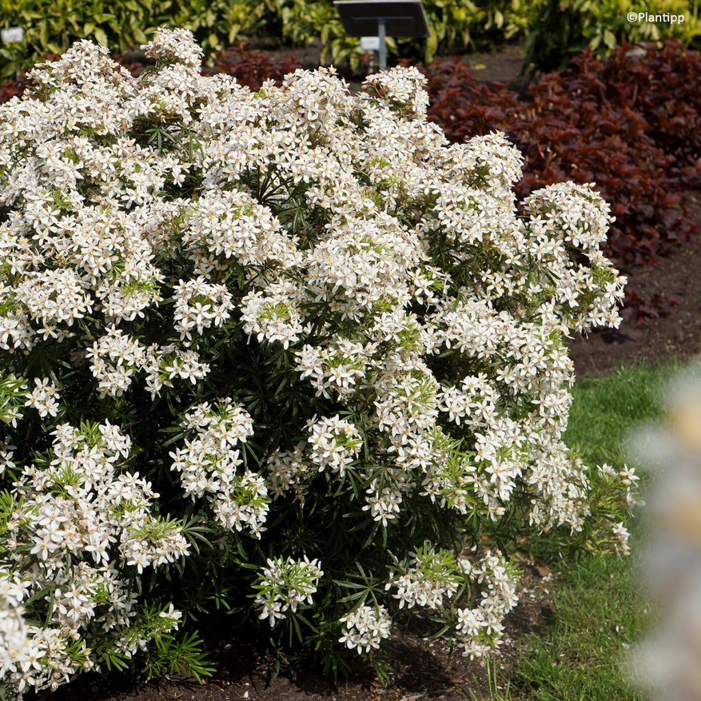 Choisya White Dazzler - Oranger du Mexique nain