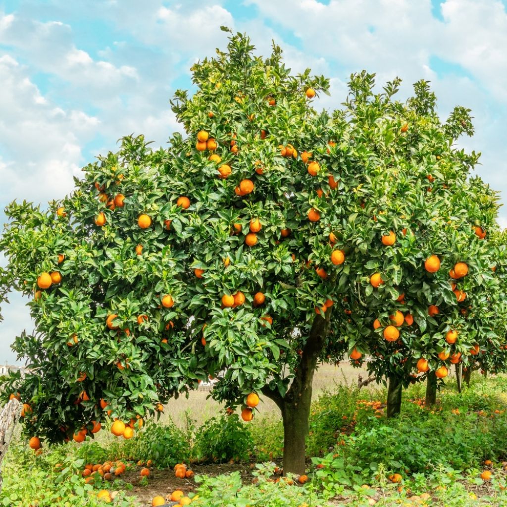 Oranger - Citrus sinensis