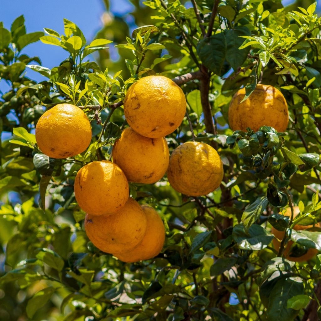 Oranger - Citrus sinensis