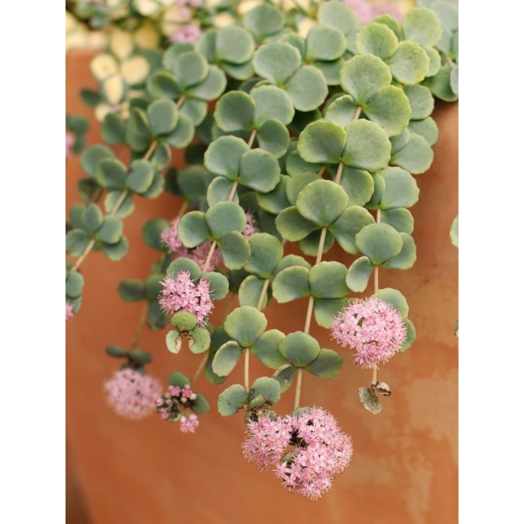Sedum sieboldii - Orpin