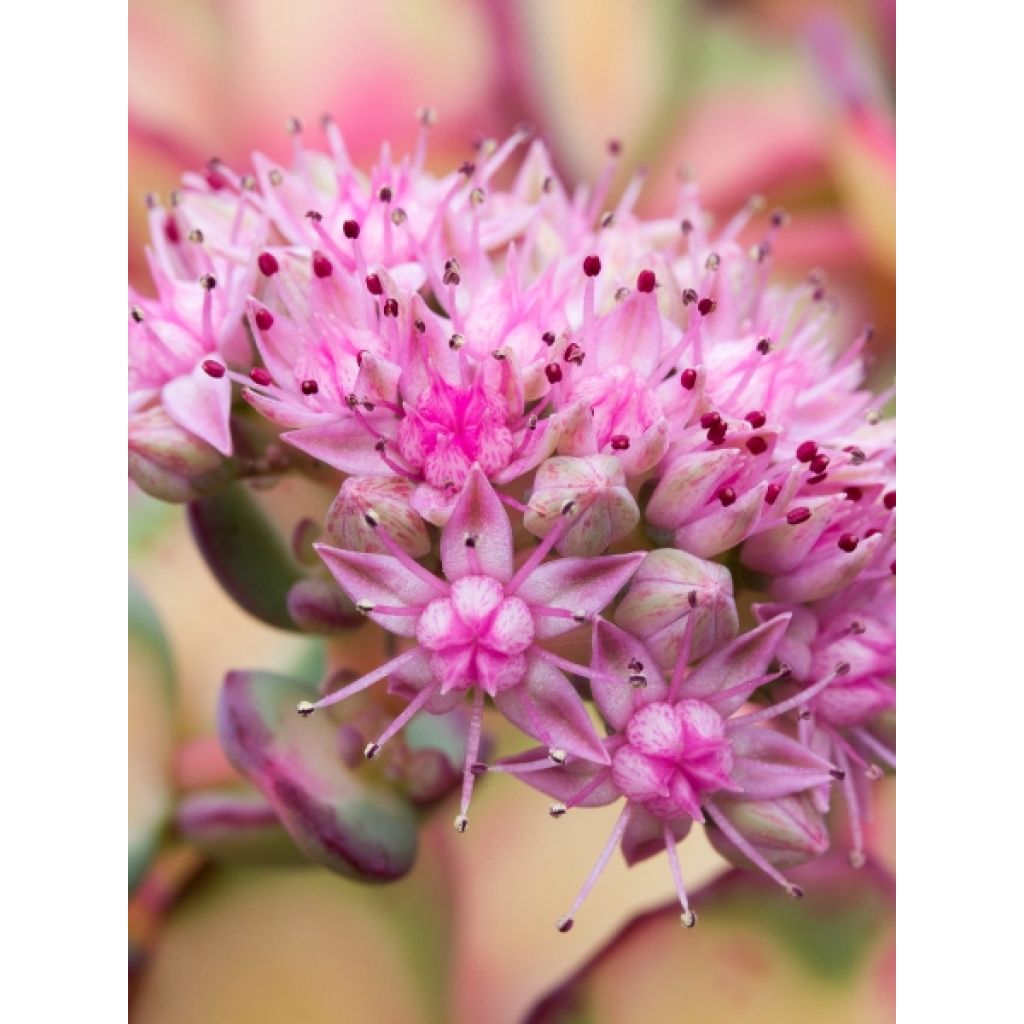 Sedum sieboldii - Orpin