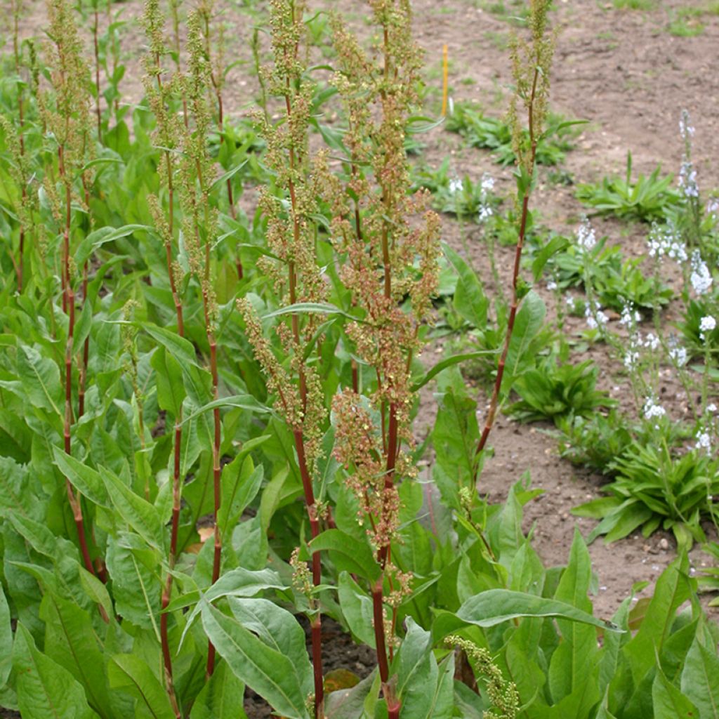 Oseille commune verte BIO