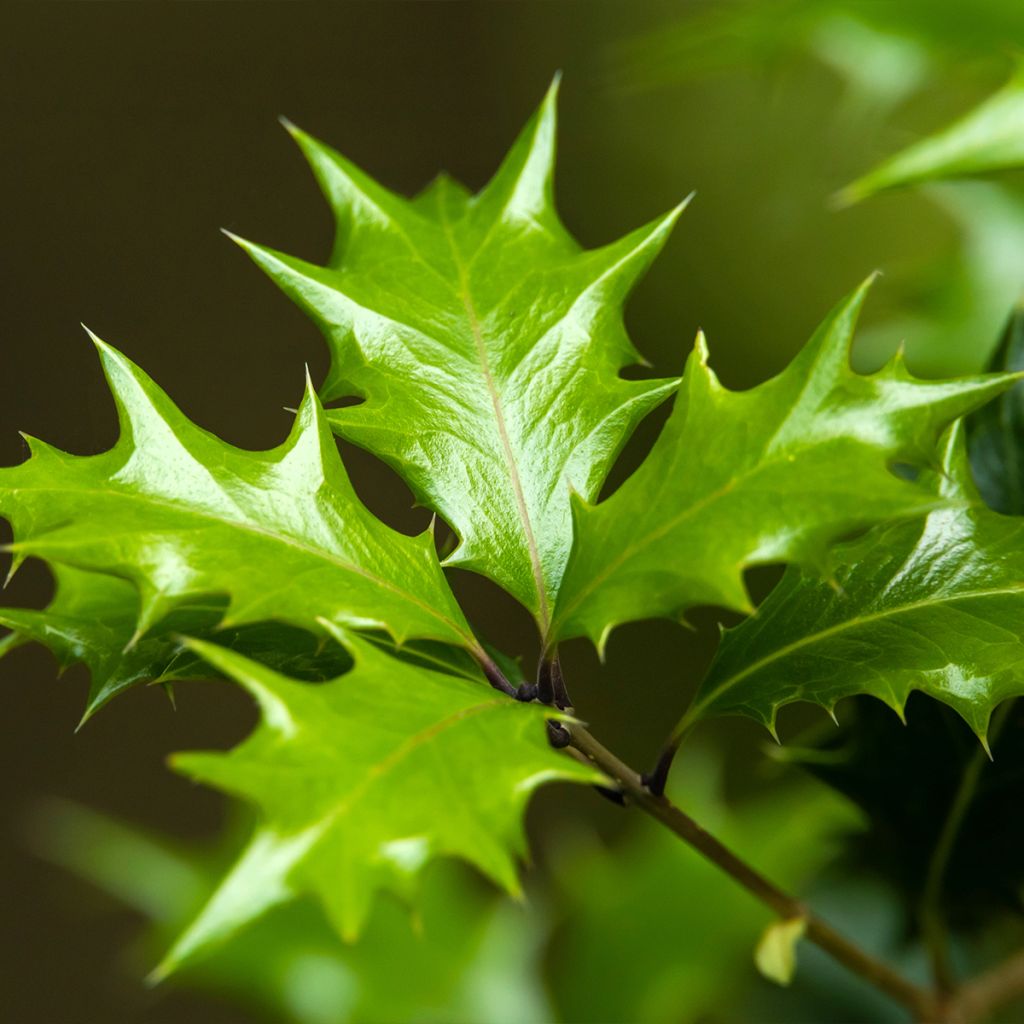 Osmanthus heterophyllus - Osmanthe à feuilles de houx