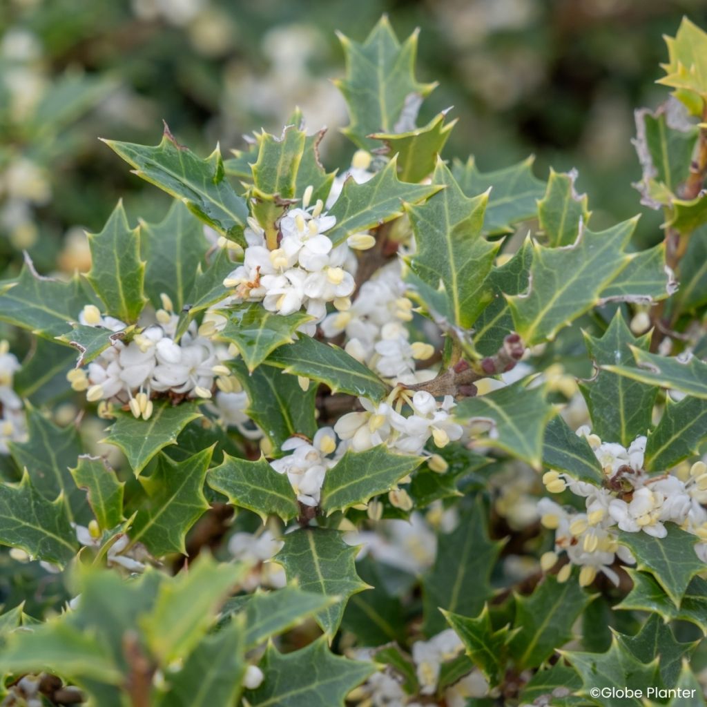 Osmanthus heterophyllus Perfume Party - Osmanthe