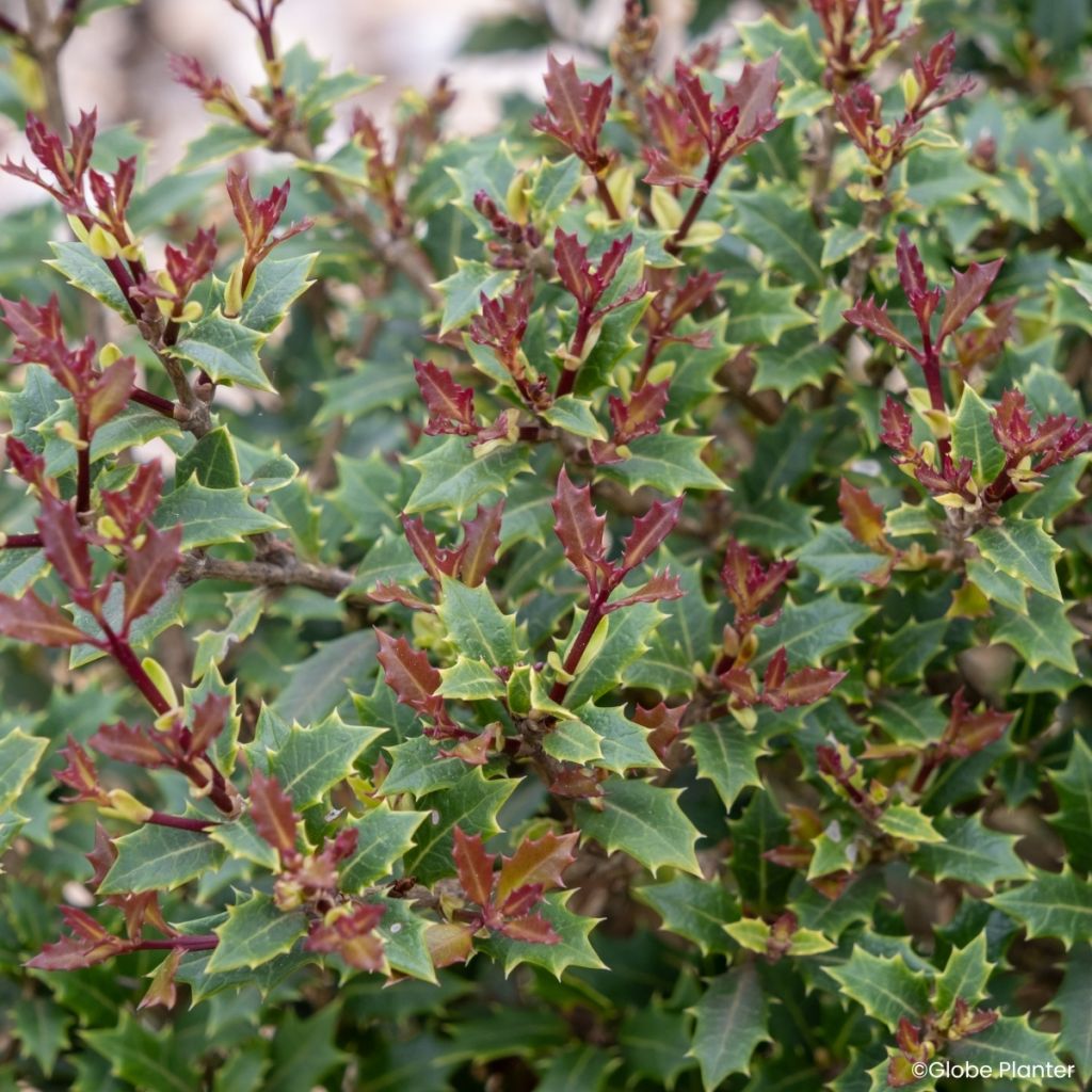 Osmanthus heterophyllus Perfume Party - Osmanthe