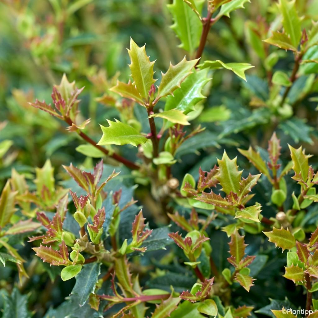 Osmanthus heterophyllus Perfume Party - Osmanthe