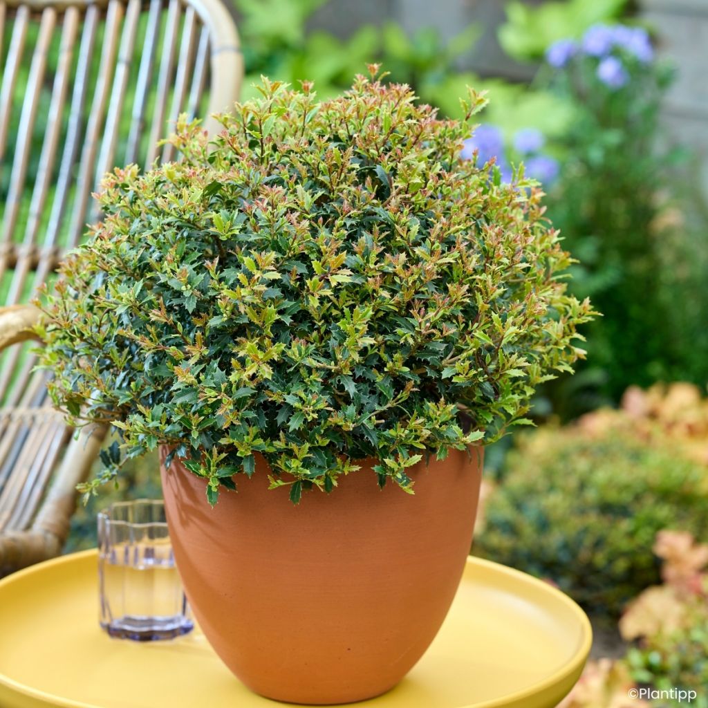 Osmanthus heterophyllus Perfume Party - Osmanthe