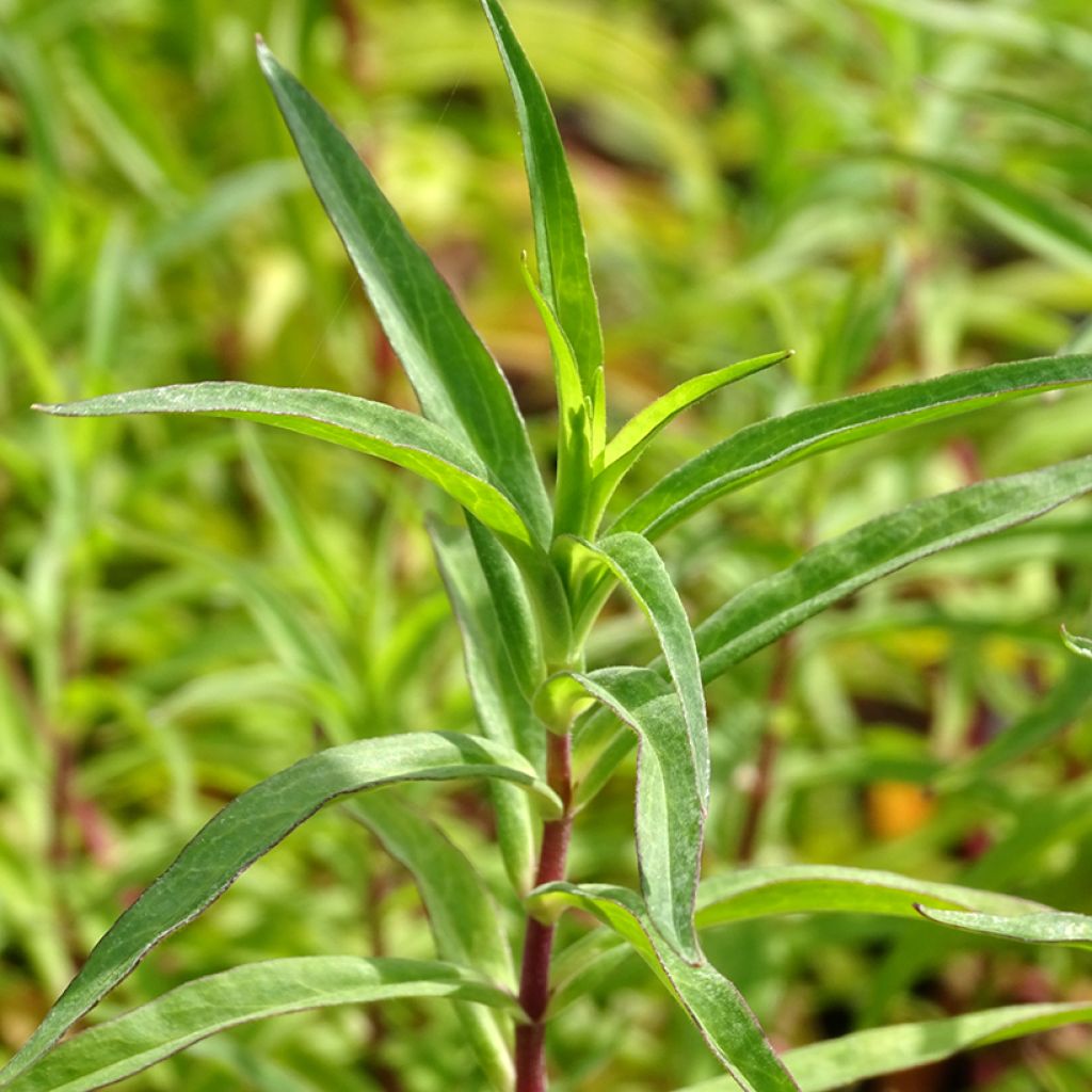 Penstemon hybride Sour Grapes - Galane