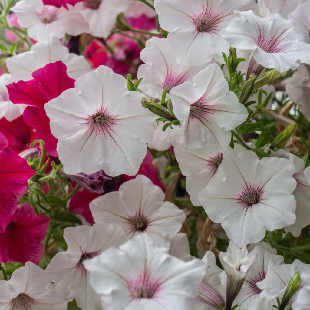 Pétunia Supertunia Vista® Silverberry