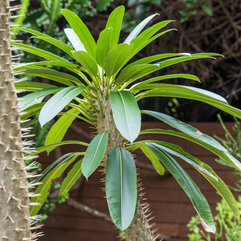 Pachypodium lamerei - Palmier de Madagascar